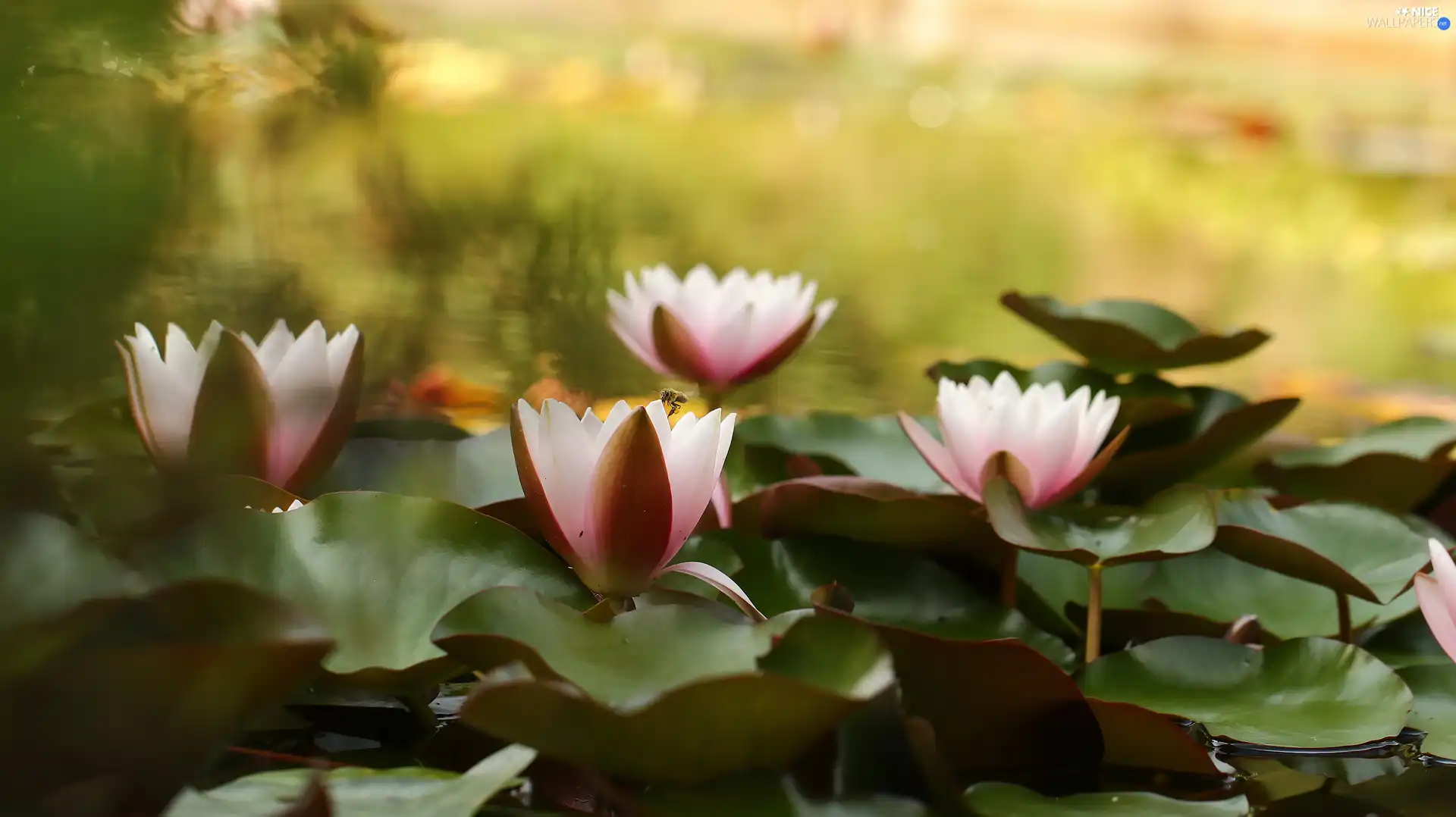 Water lilies, Waterlily, Pond - car, Nenufary