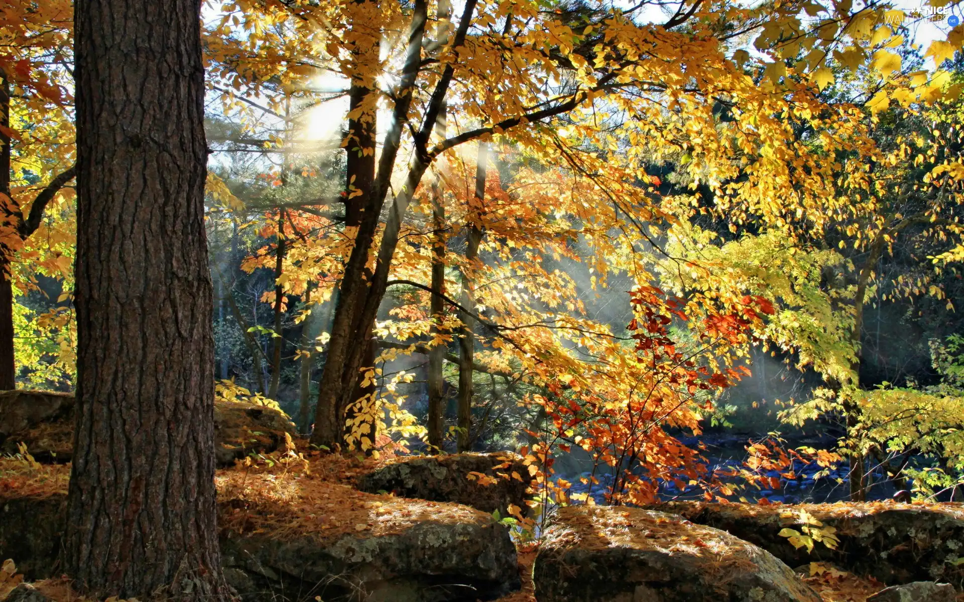 trees, Przebijające, luminosity, ligh, flash, Autumn, forest, sun