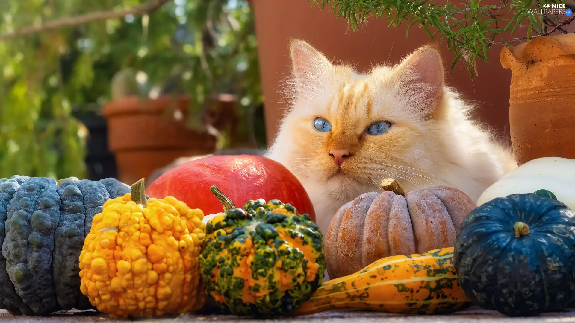 pumpkin, Reddish, cat