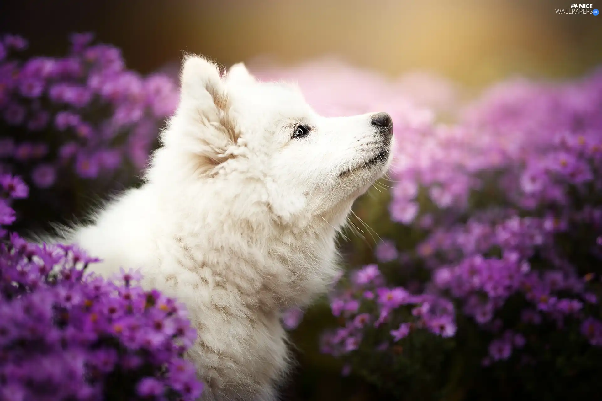Violet, Colourfull Flowers, Puppy, Samojed, dog