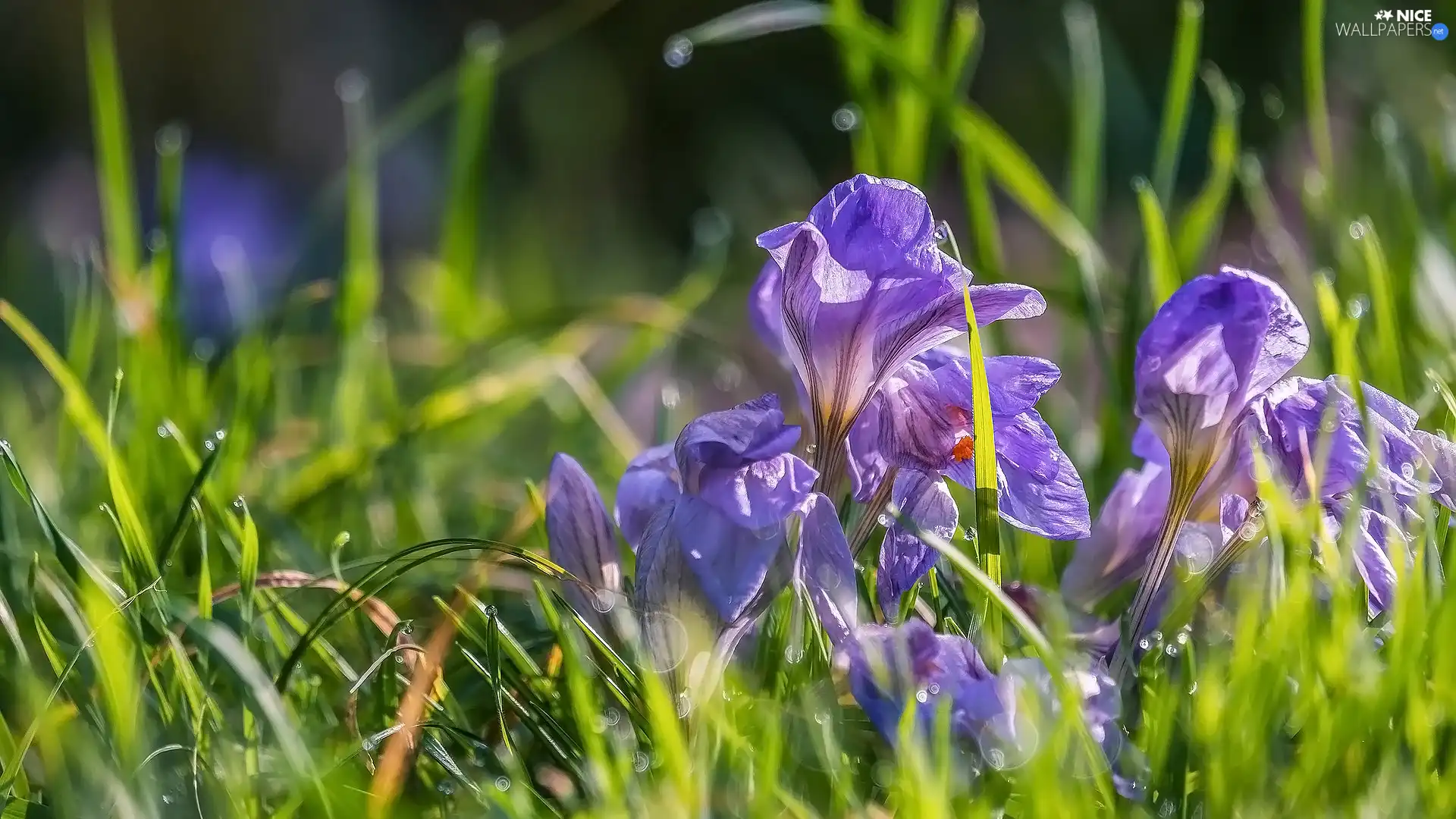 Flowers, crocuses, grass, purple