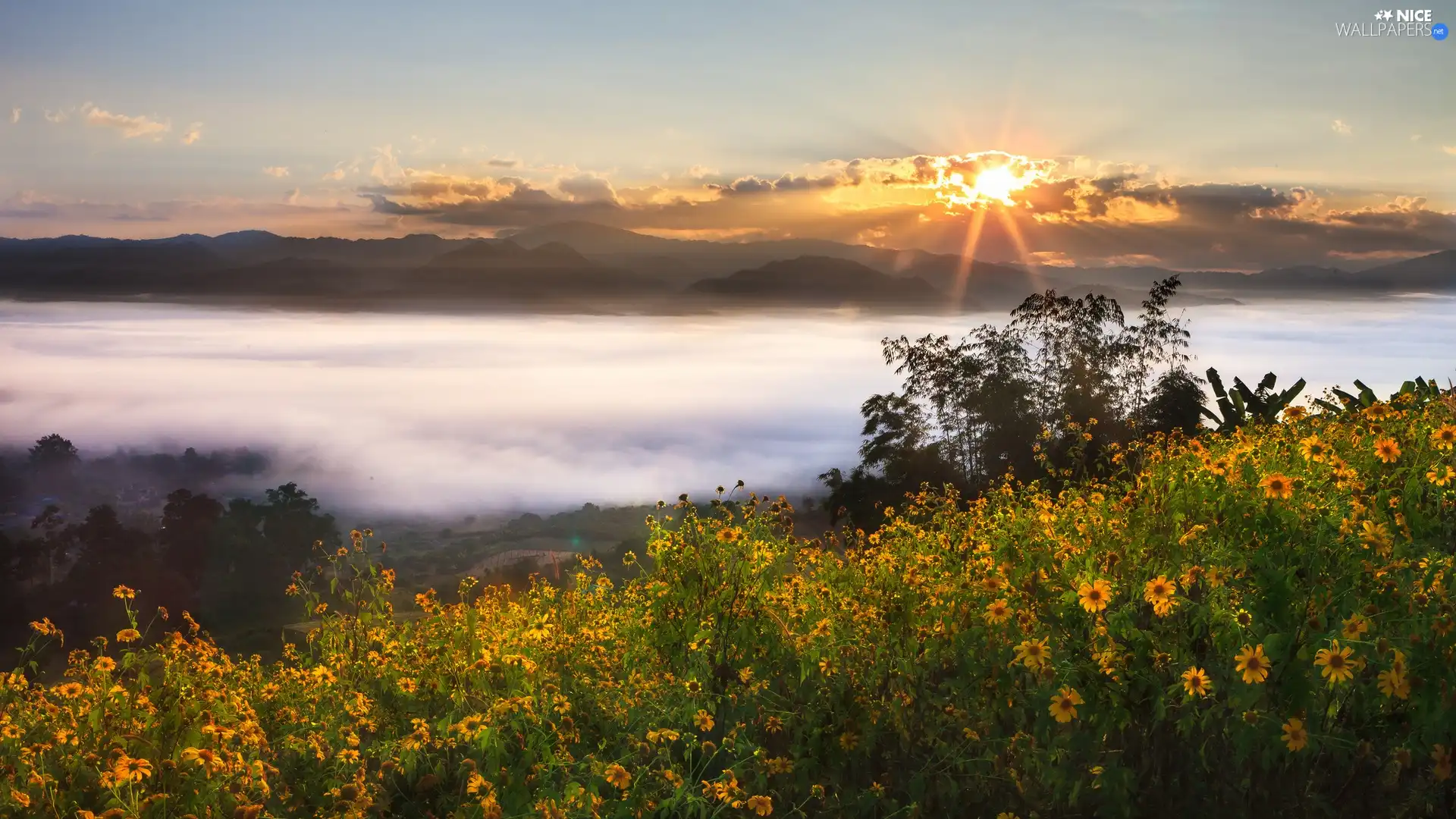 Flowers, Fog, sun, clouds, Mountains, rays, morning