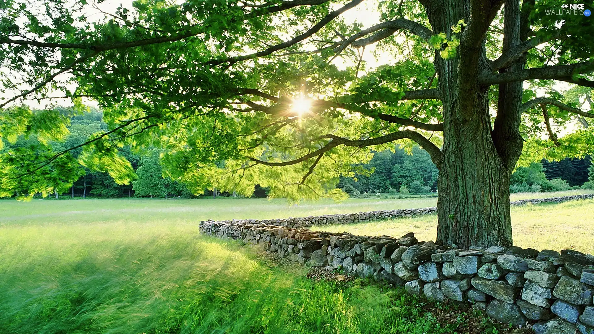 trees, Meadow, rays, sun, Stones, forest
