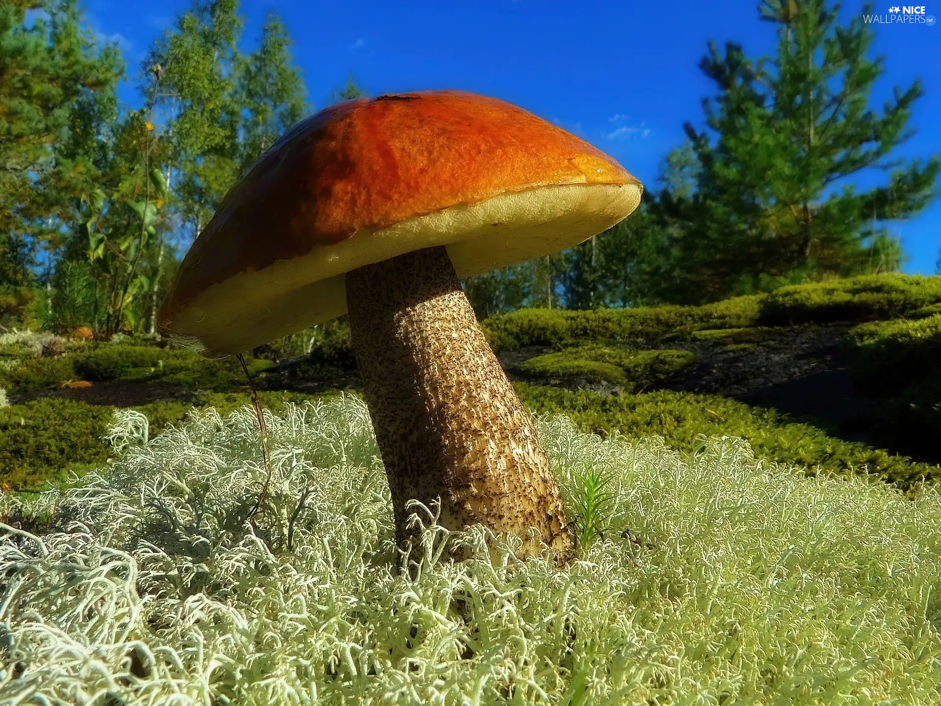 Red, Mushrooms, Kozak