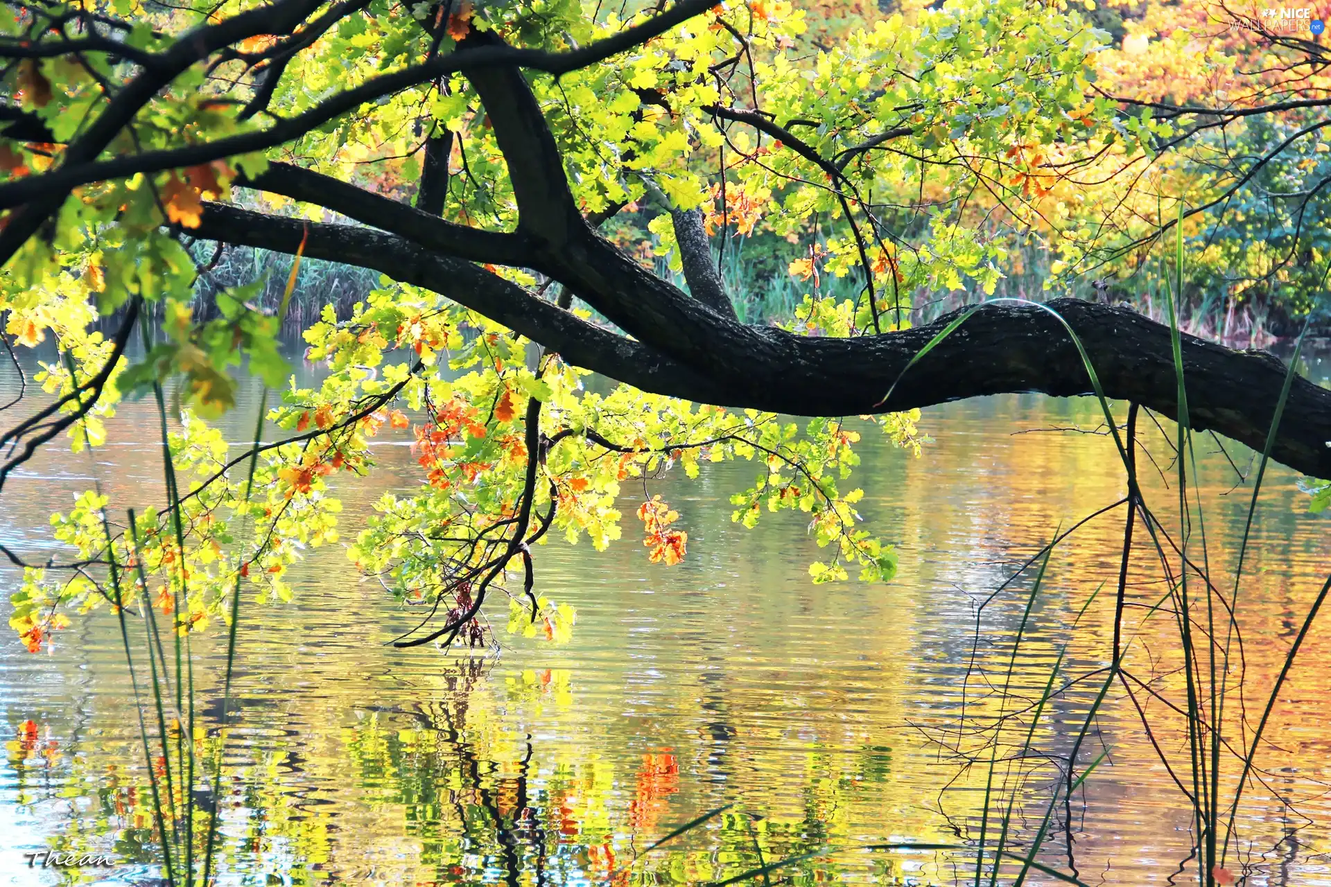 color, oak, reflection, water, Leaf, lake