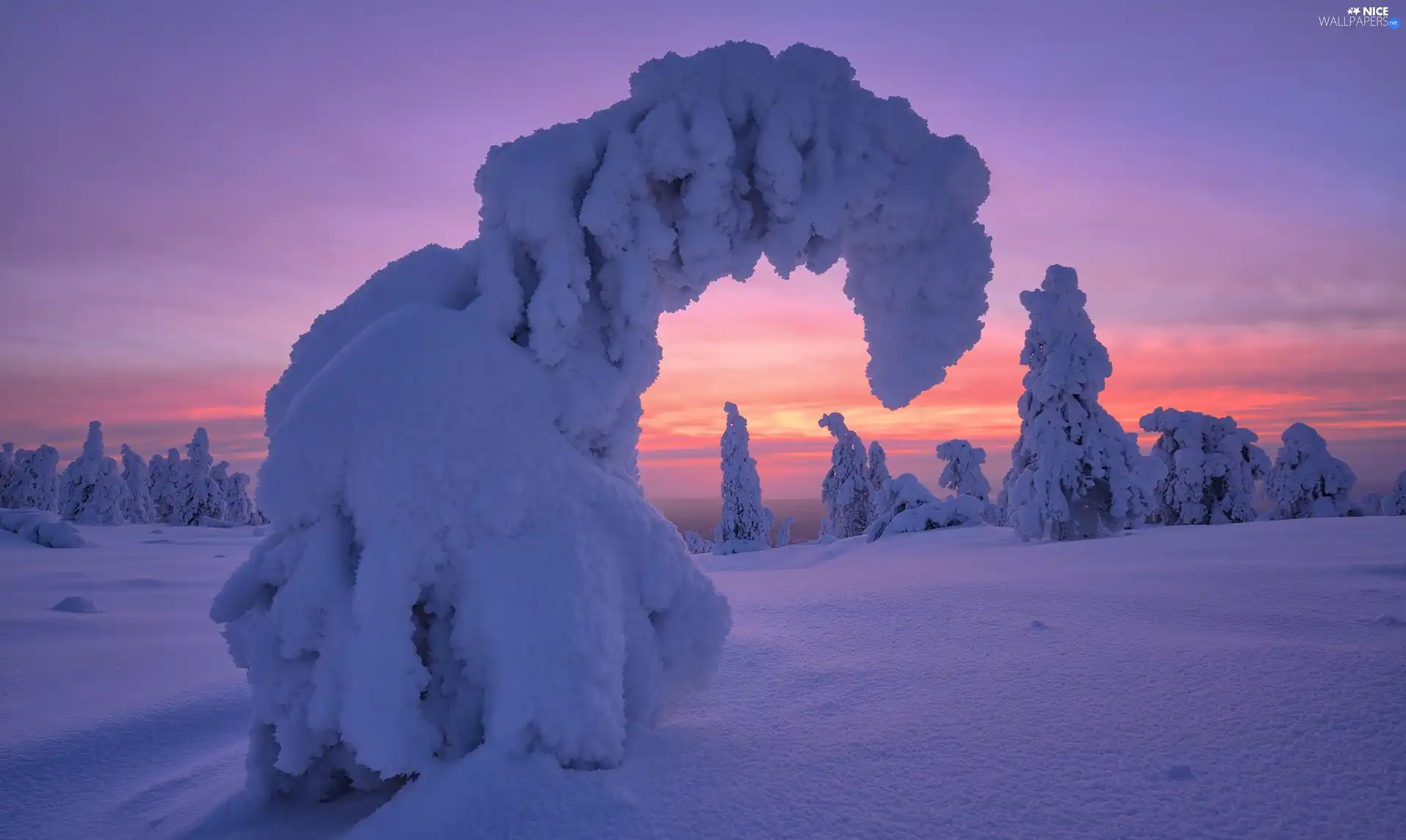 trees, viewes, Finland, Sunrise, Municipality of Posio, snowy, winter, Riisitunturi National Park