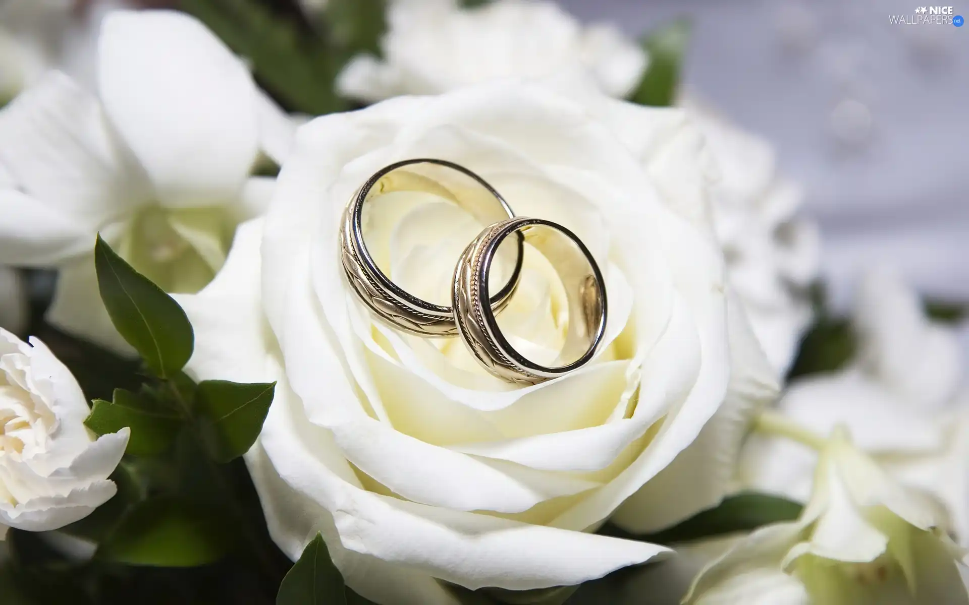 rings, White, roses