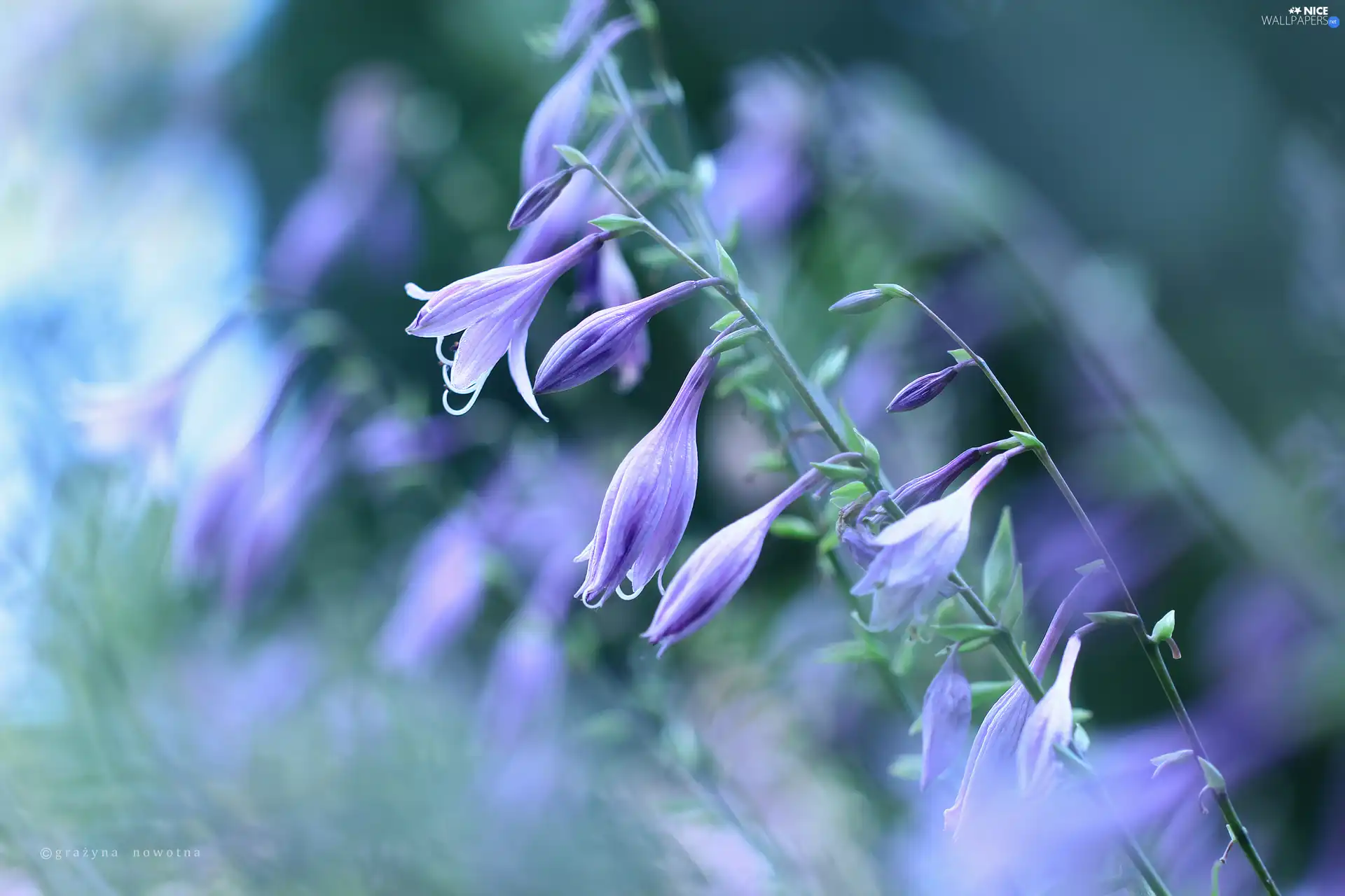 Funkia, purple, Flowers