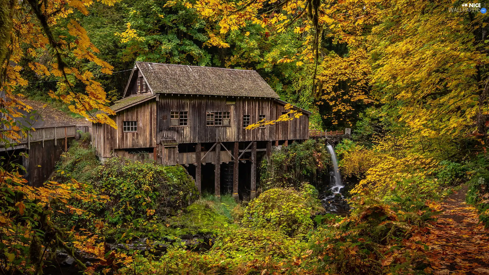 Cedar Creek Mill Grist Mill, autumn, River, trees, Washington State, The United States, forest, Woodland, viewes