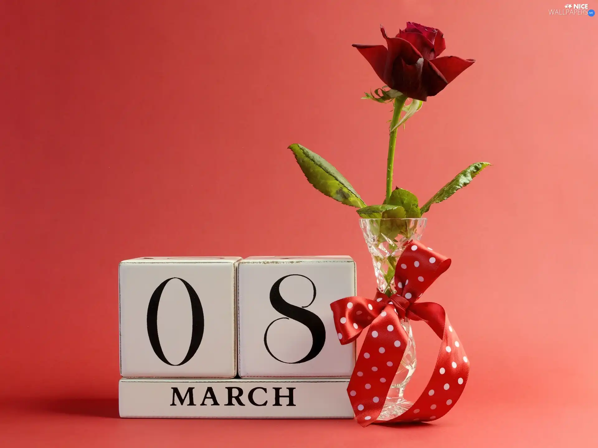 March 8, women, rose, day