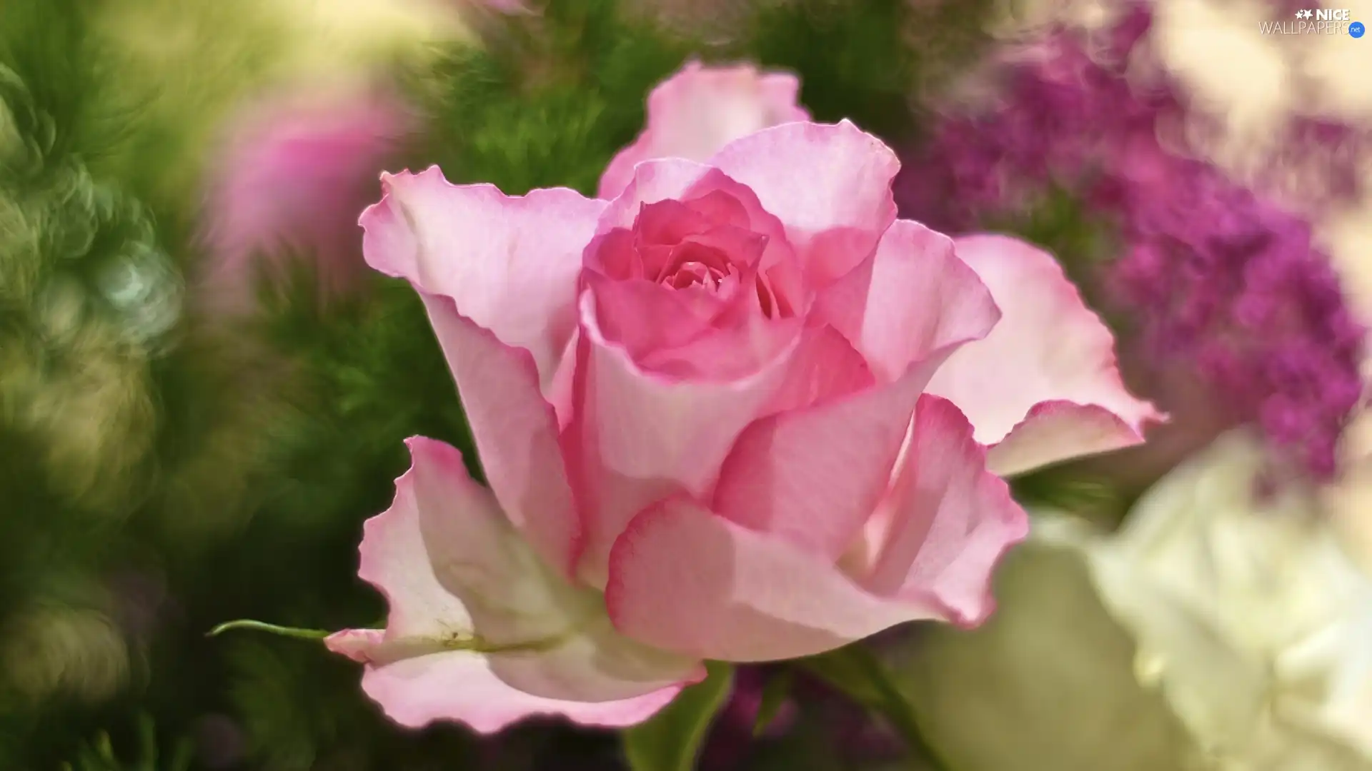 rose, Beauty, Pink