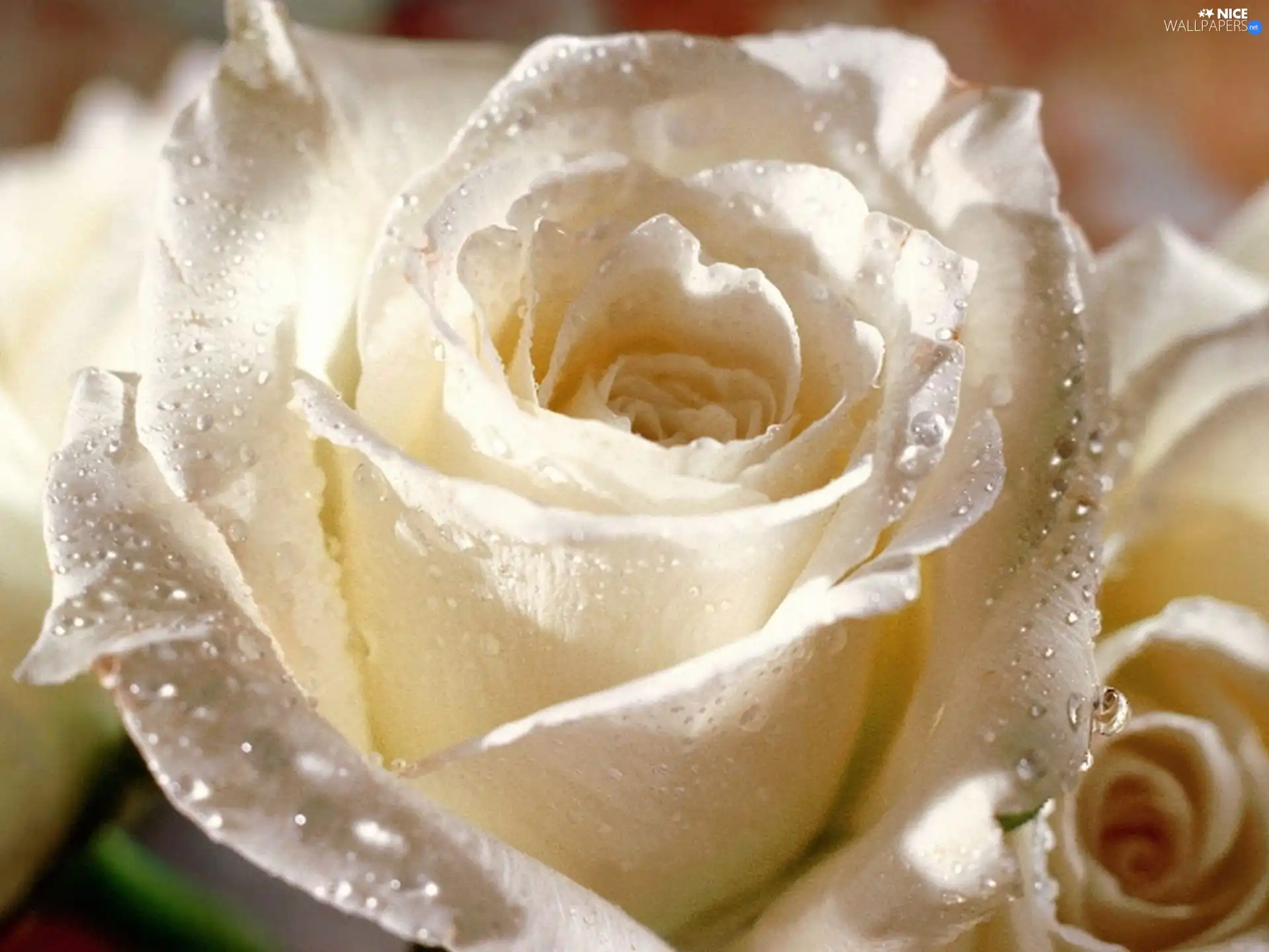 White, rose