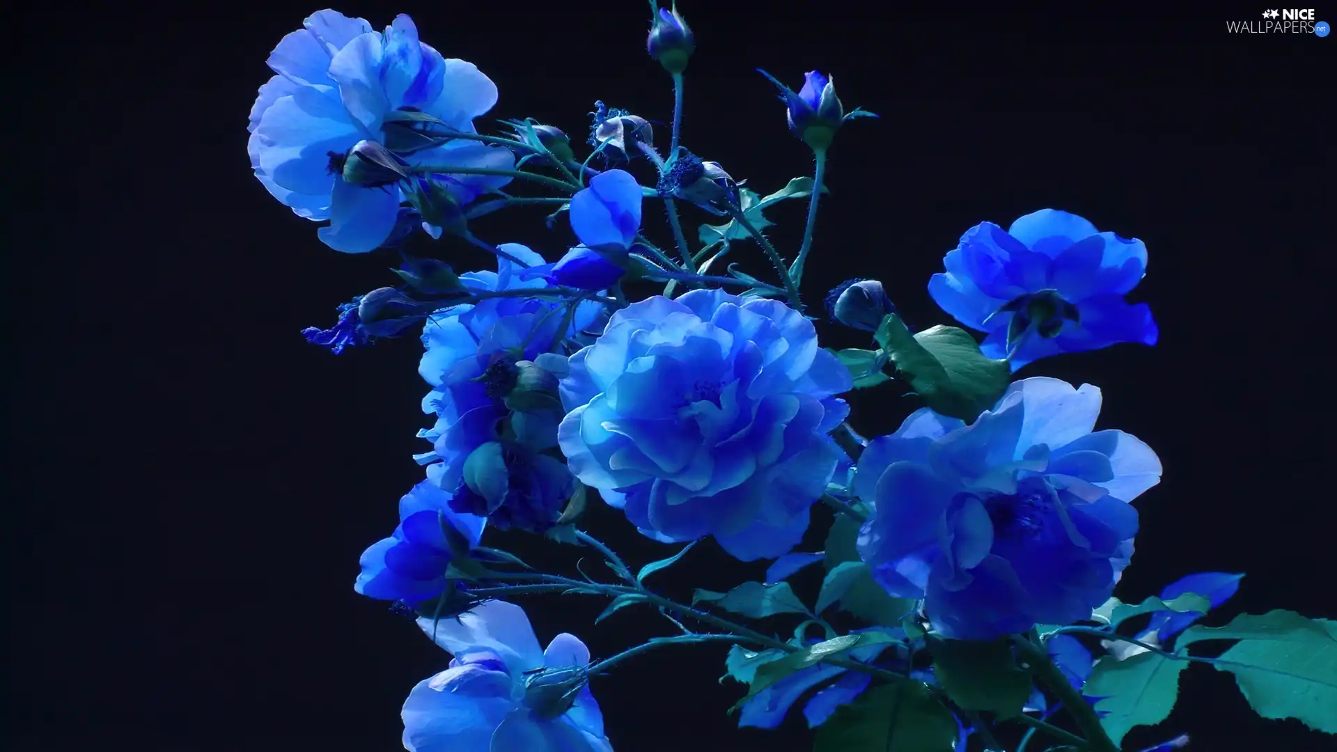 blue, roses