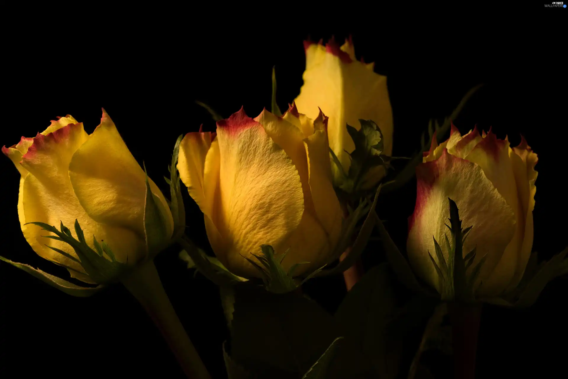 roses, four, Yellow