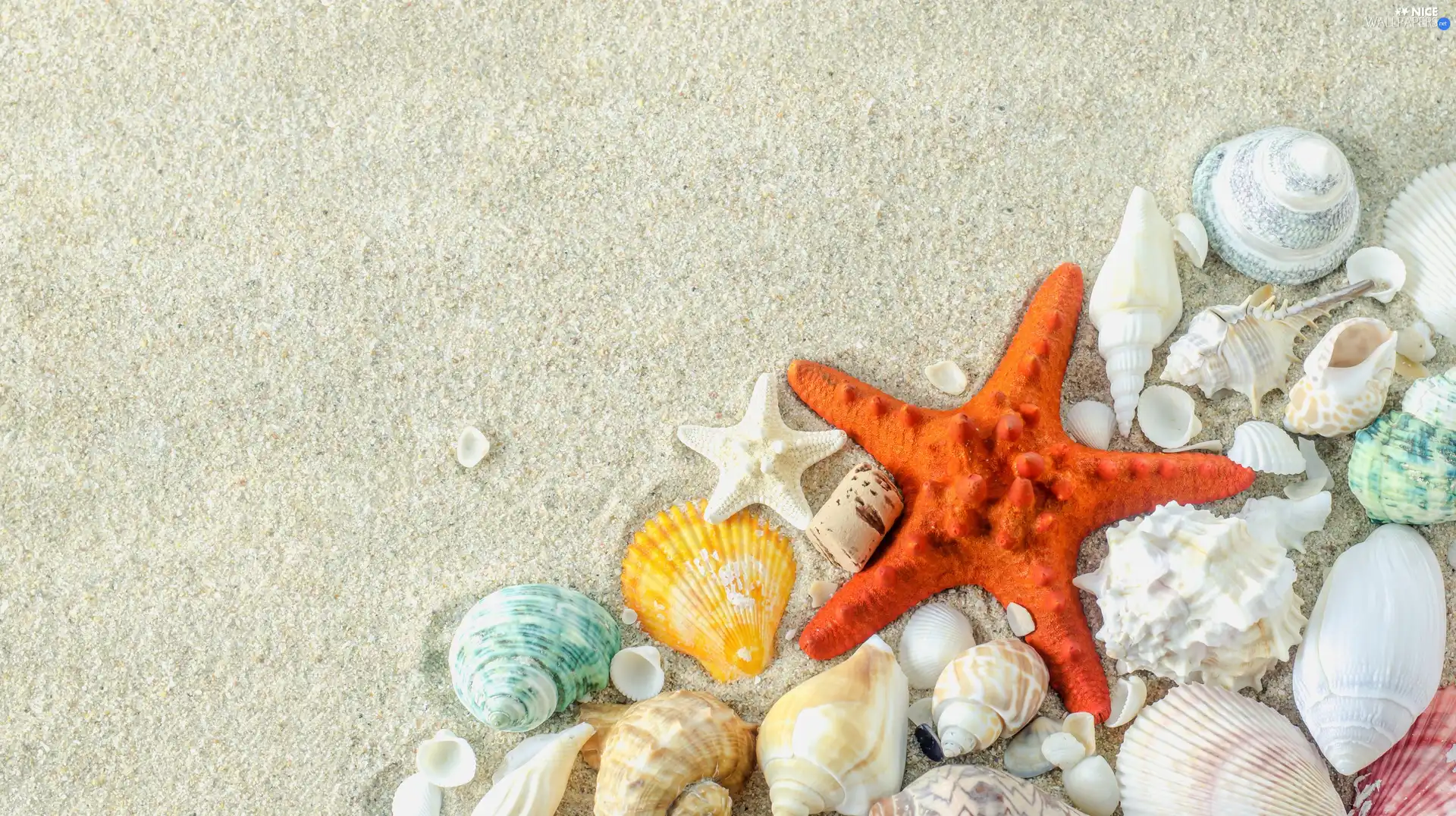 Sand, Shells, starfish