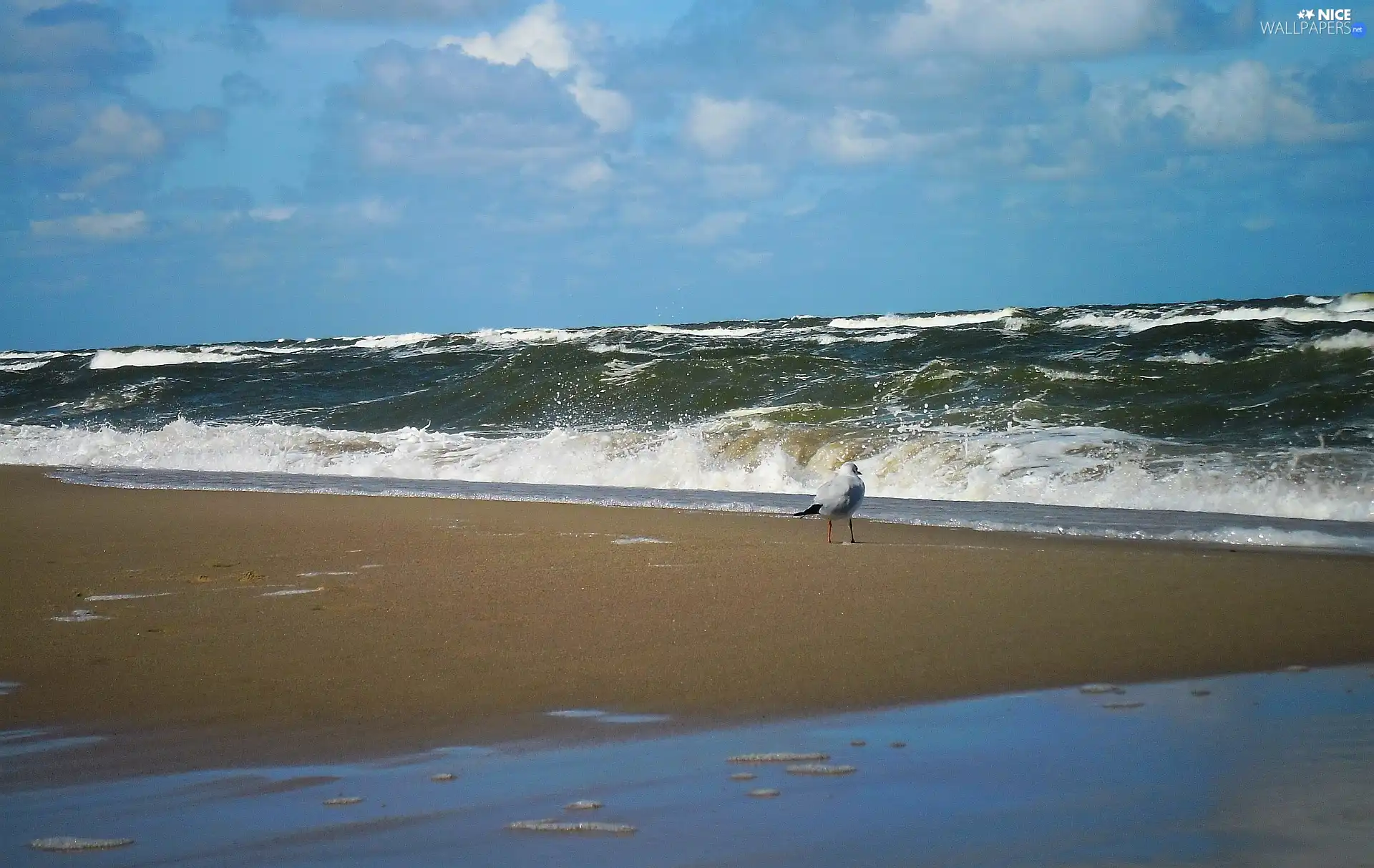 seagull, Waves, sea, Beaches, summer
