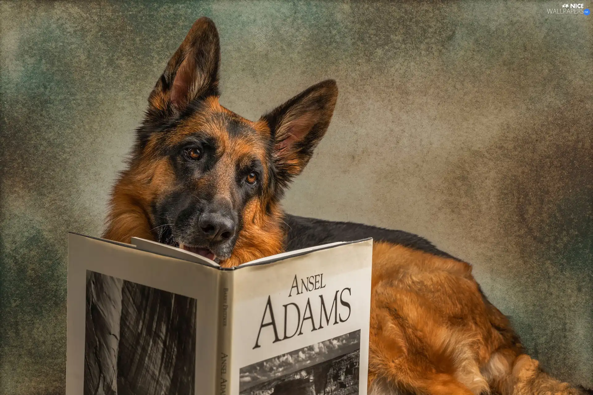Book, dog, German Shepherd