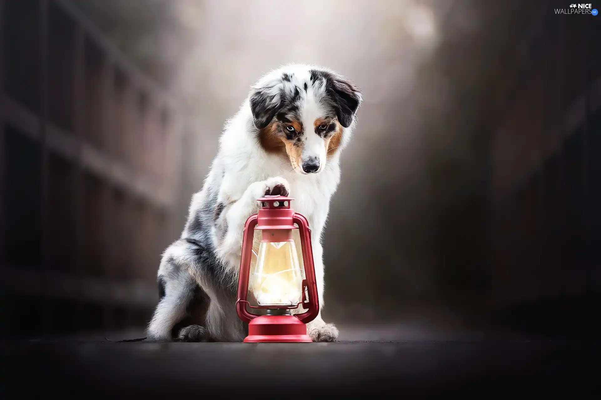 Lamp, dog, Australian Shepherd