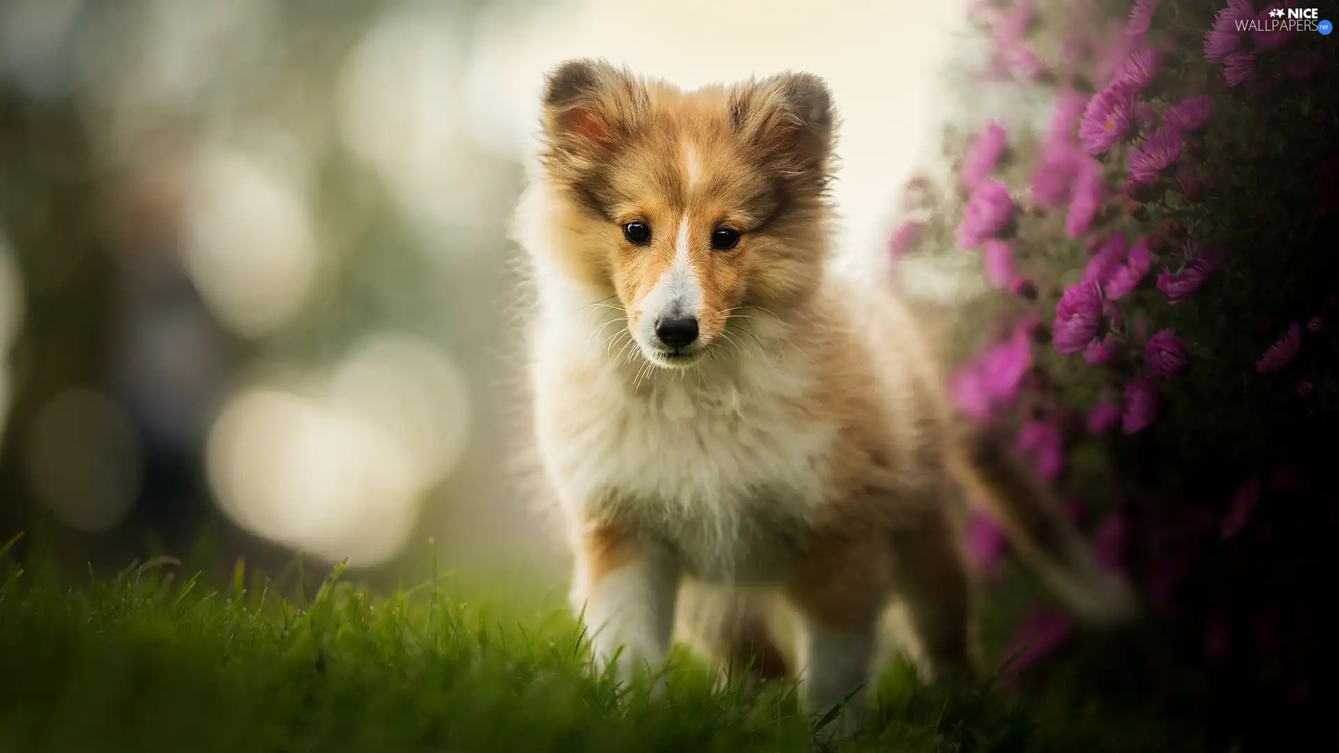 shetland Sheepdog, dog, Flowers, grass, muzzle, Puppy