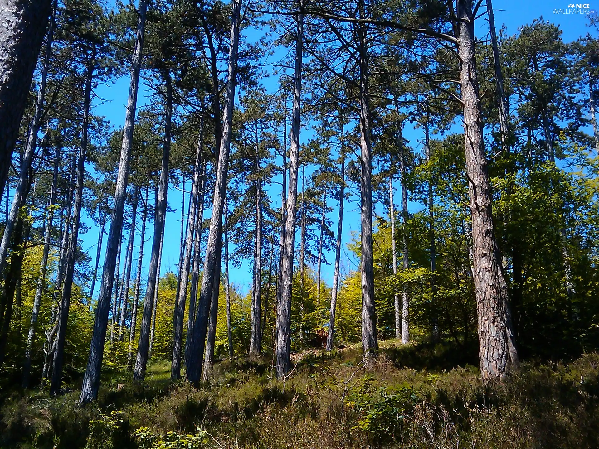 Sky, forest, Blue