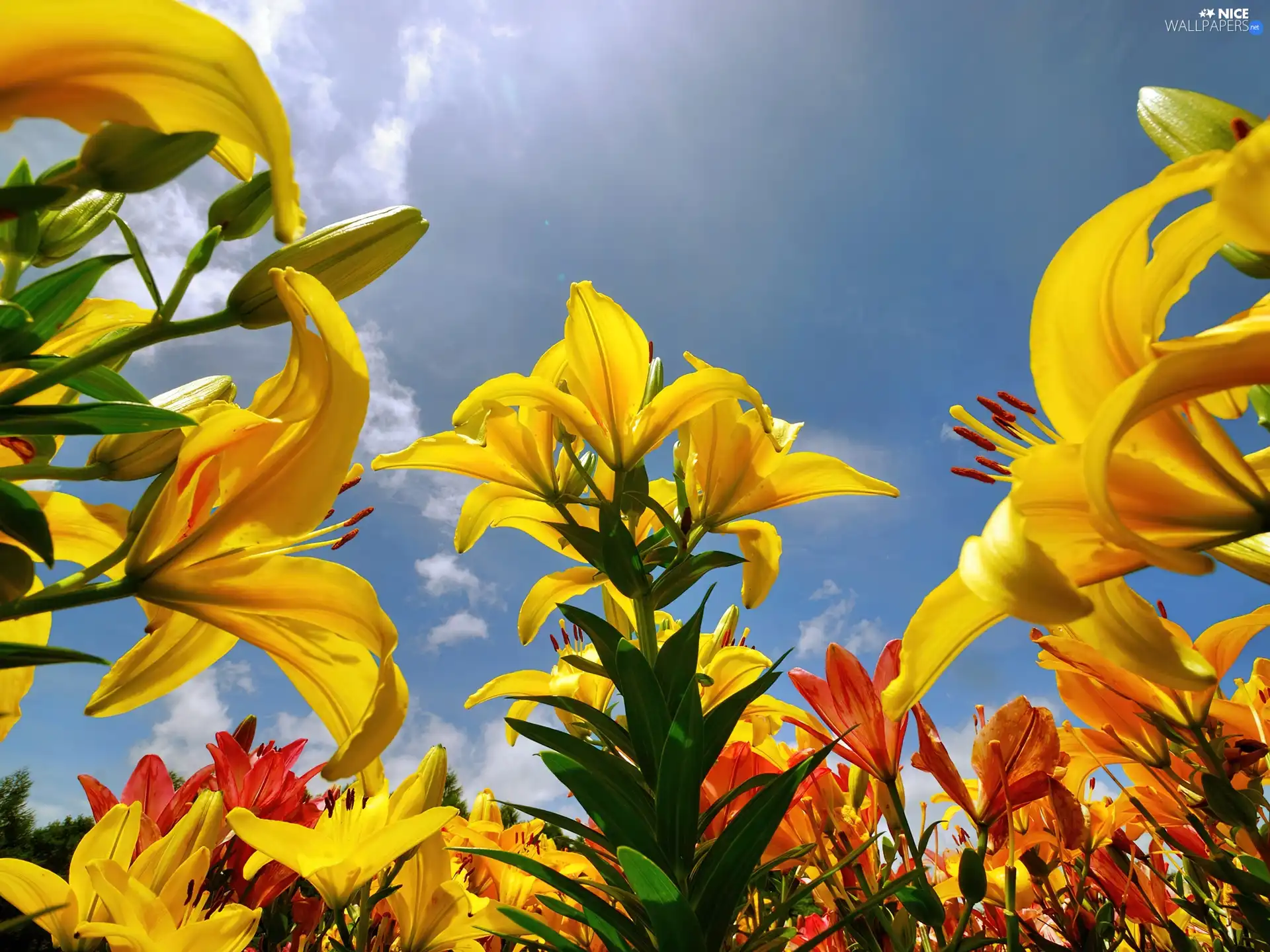 Sky, Yellow, lilies