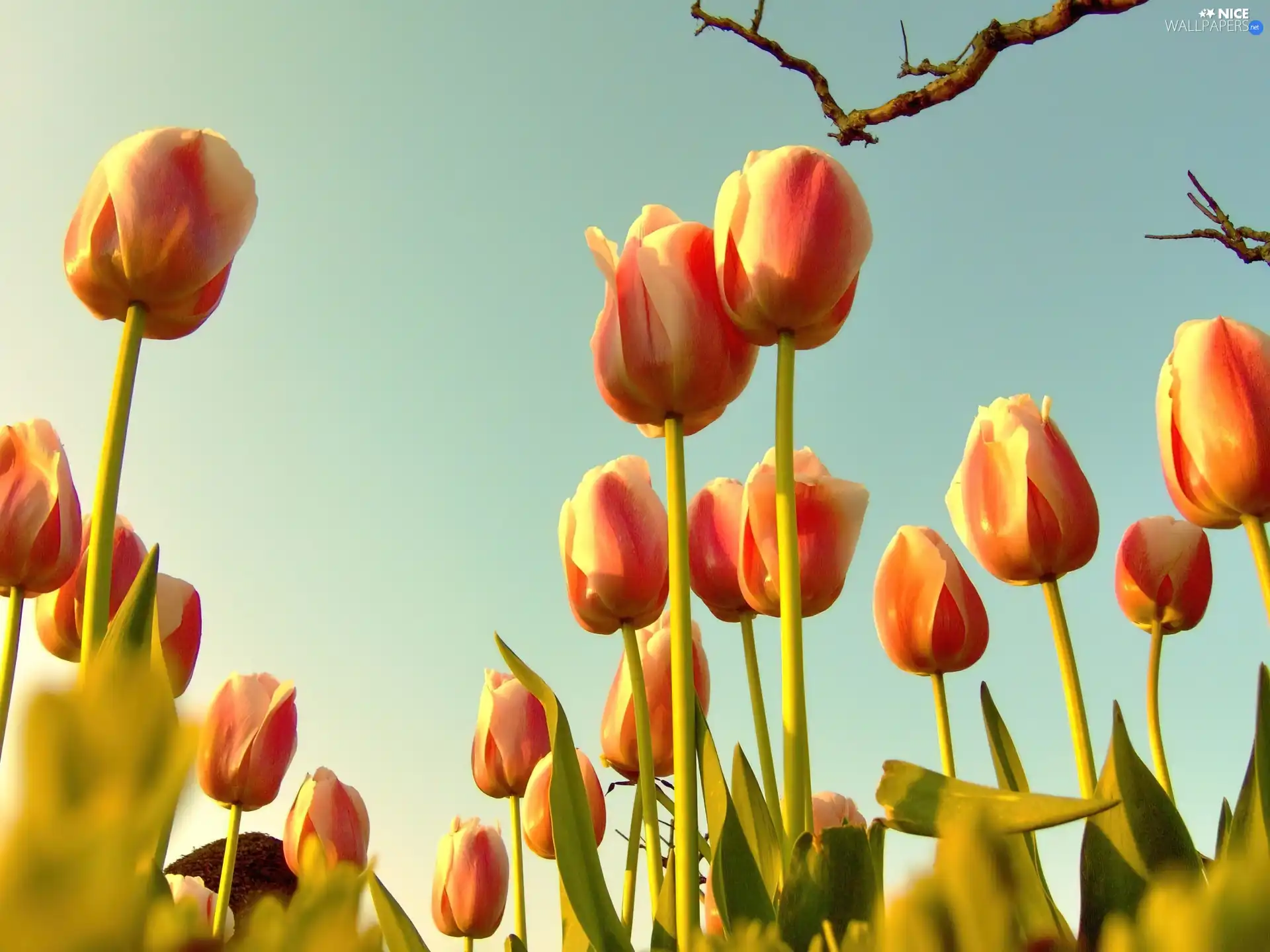 Sky, Spring, Tulips