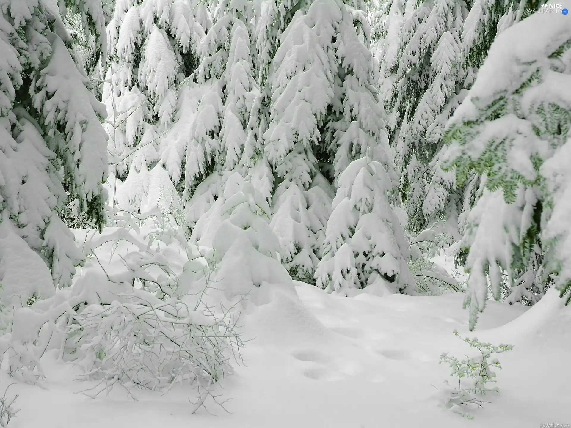 snow, Spruces, Covered