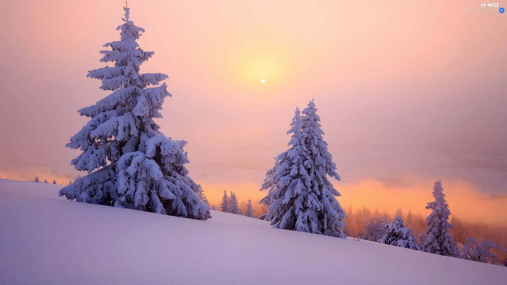 Spruces, winter, trees, snow, Sunrise, Snowy, viewes