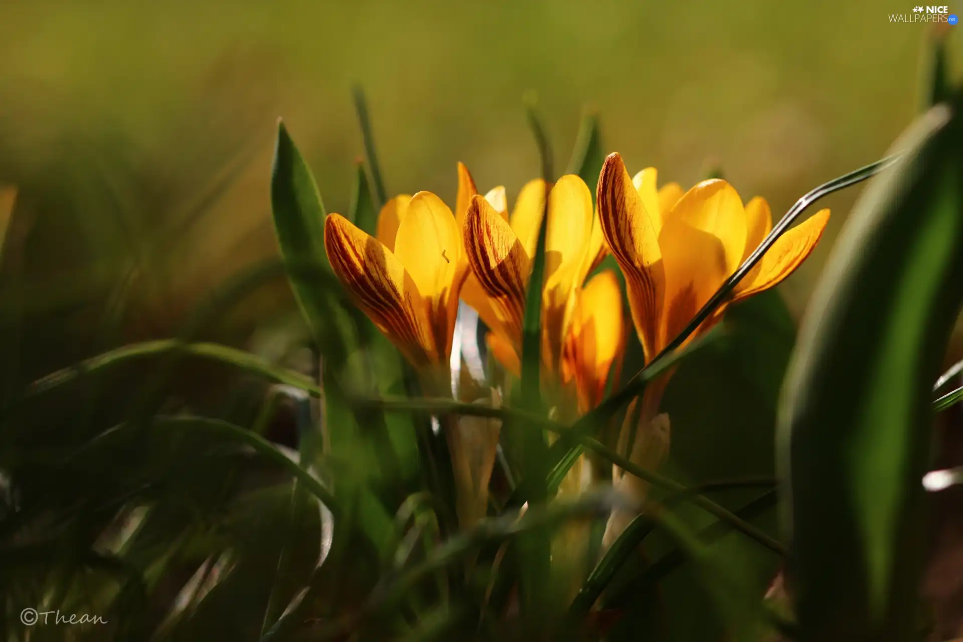 Yellow, Flowers, Spring, crocuses