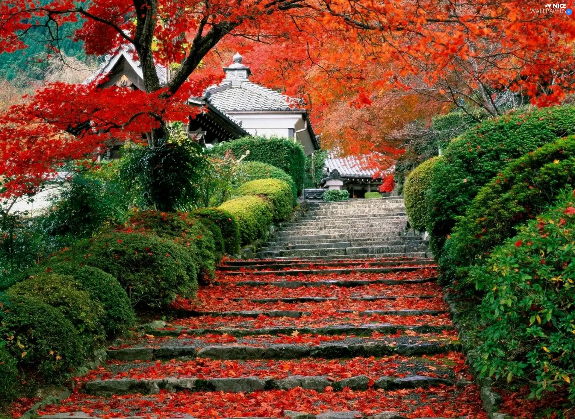 Stairs, Leaf, Japan, trees, house