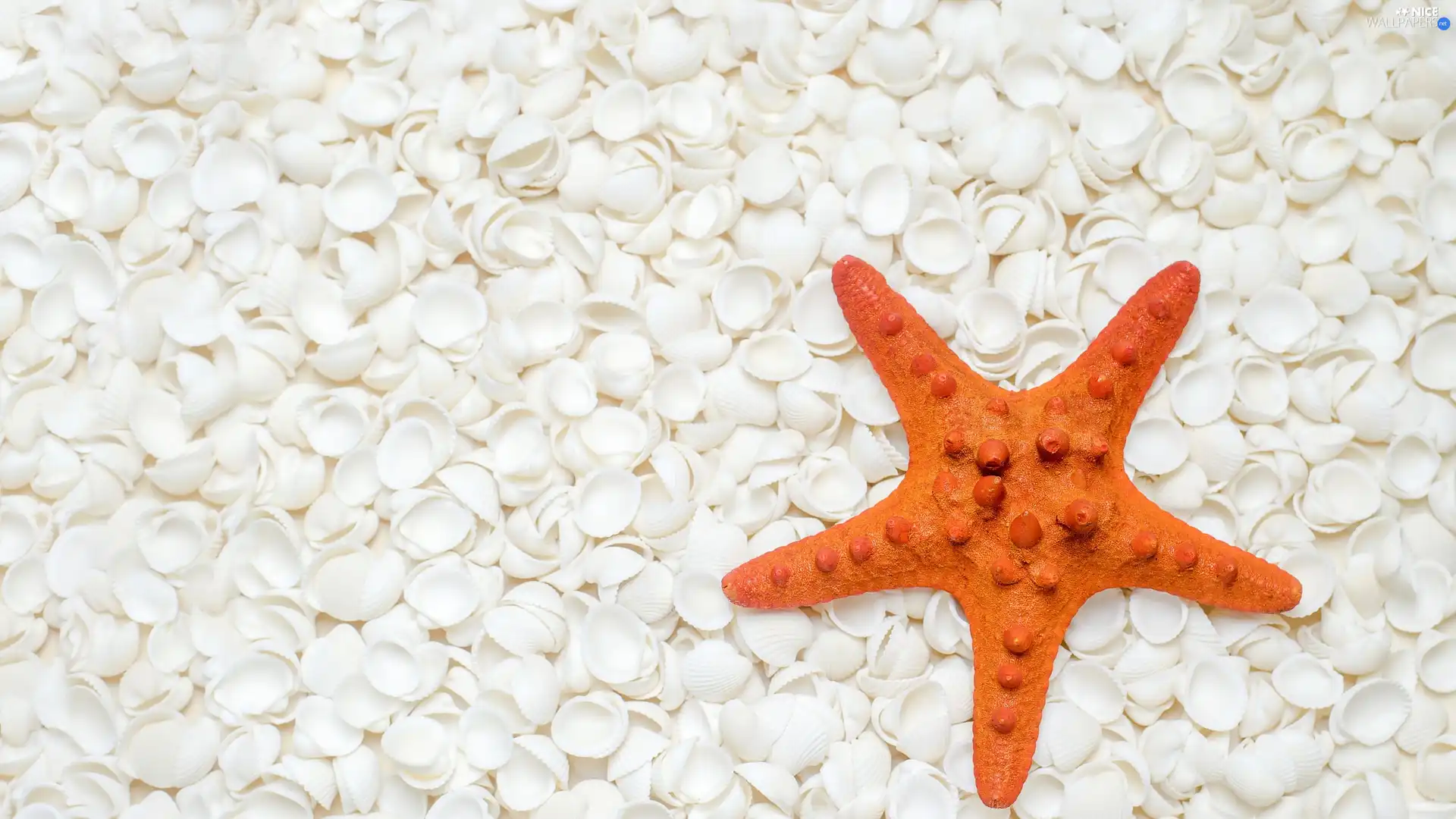 starfish, White, Shells