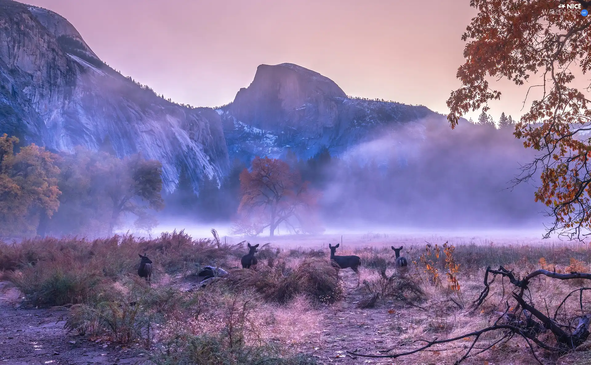 California, The United States, Yosemite National Park, Mountains, viewes, deer, Fog, trees, autumn