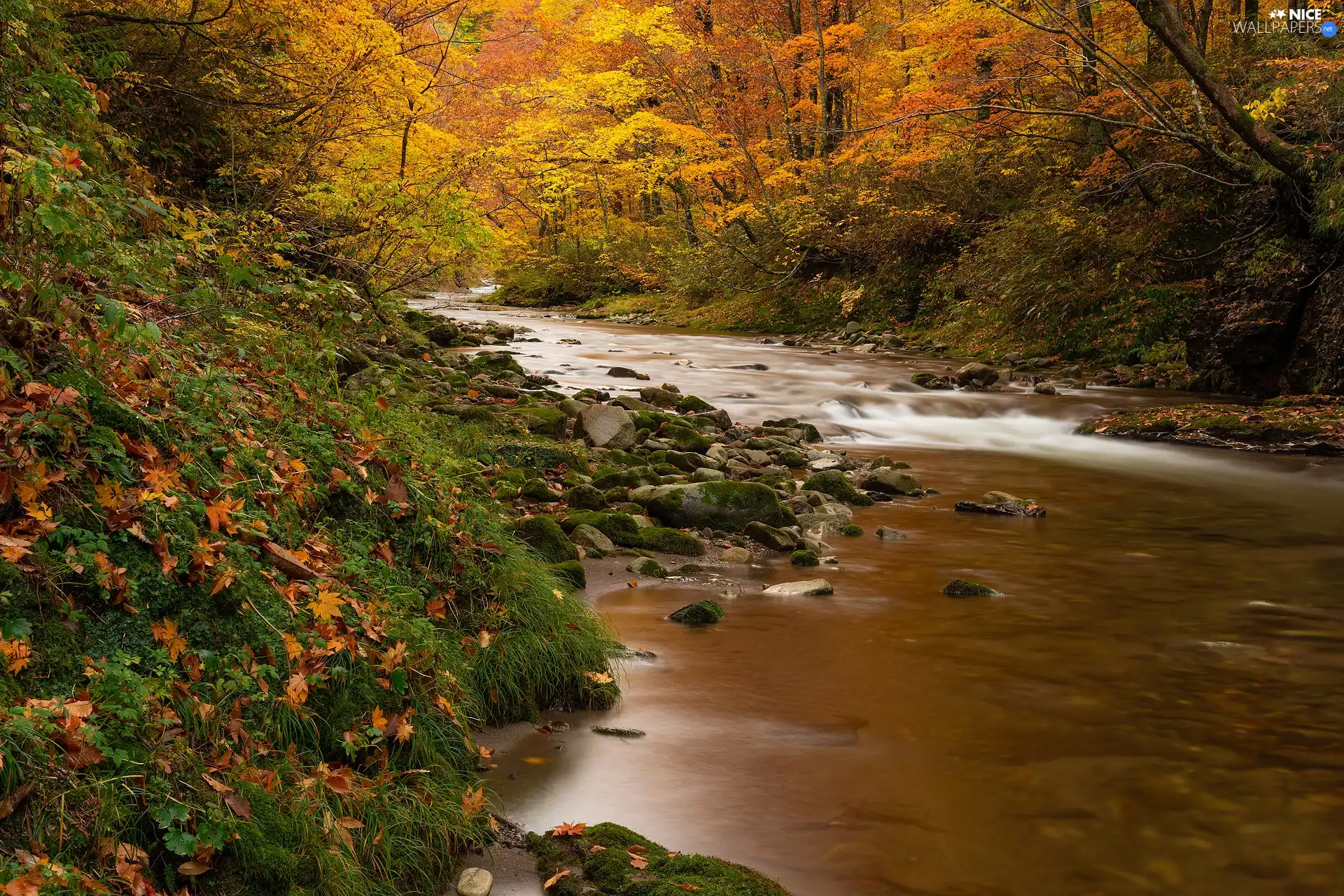 trees, forest, River, Stones, viewes, autumn