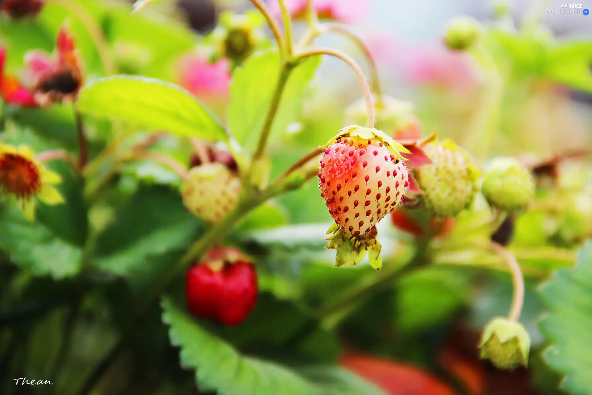 maturing, strawberries