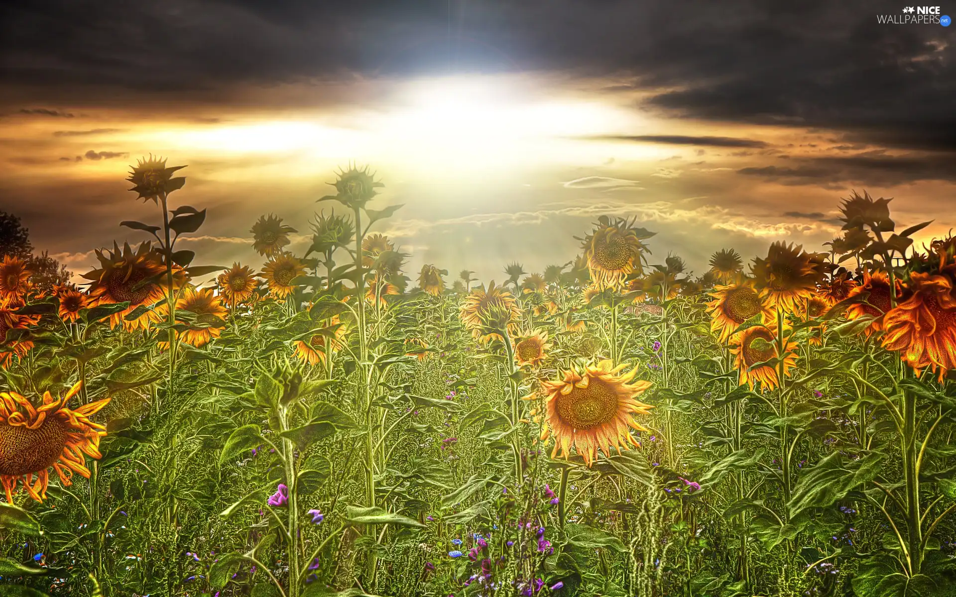 Field, west, sun, sunflowers