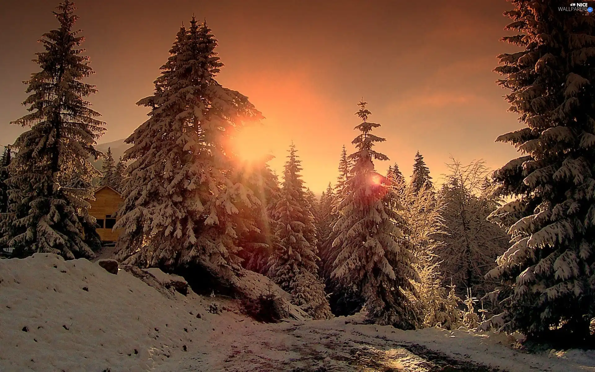 woods, Sunsets, sun, Christmas