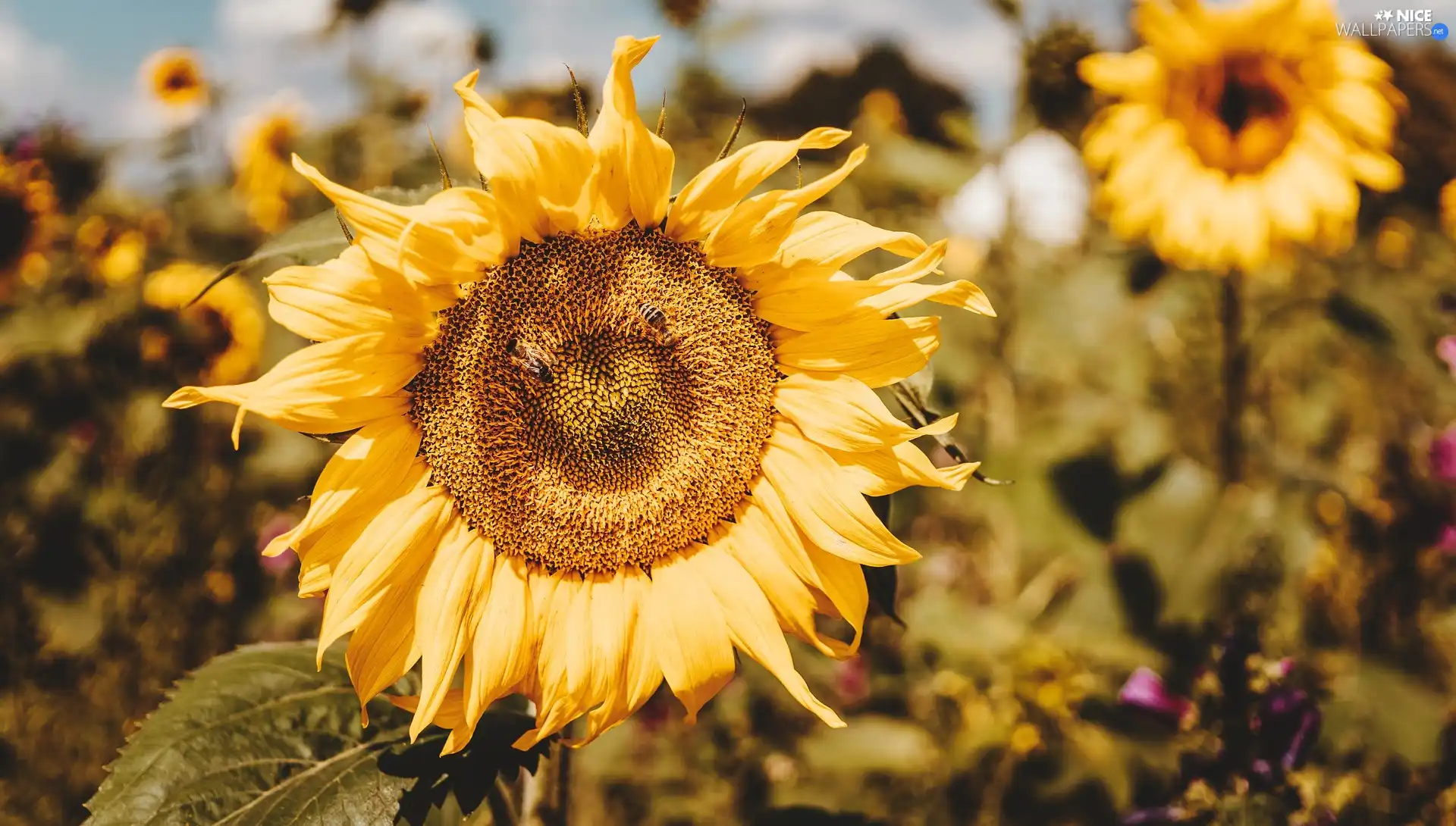 Sunflower, Bees