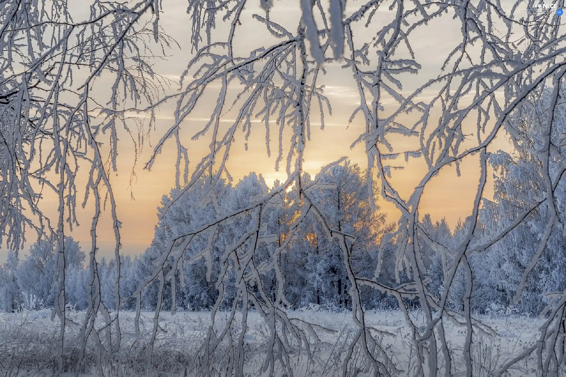 snow, trees, White frost, viewes, winter, Twigs, Sunrise