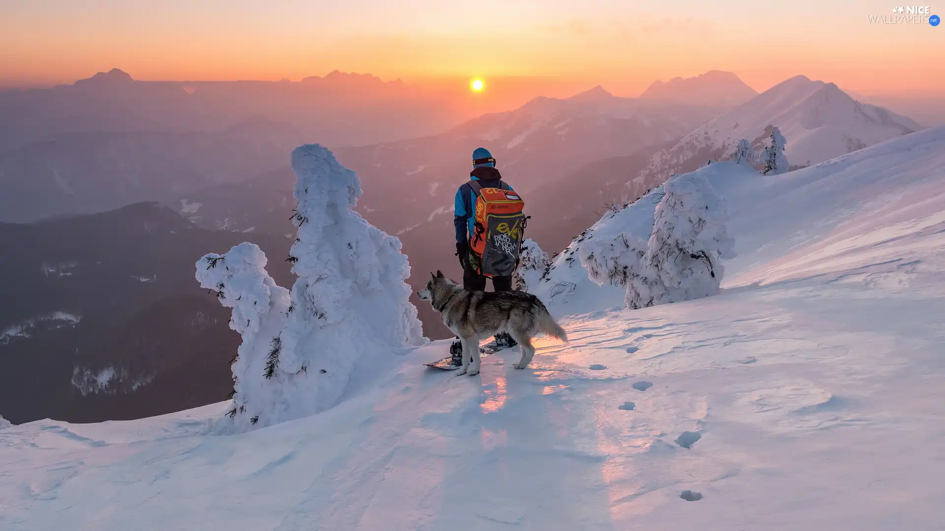 winter, Mountains, Snowy, trees, dog, Great Sunsets, a man, snowboarder, viewes