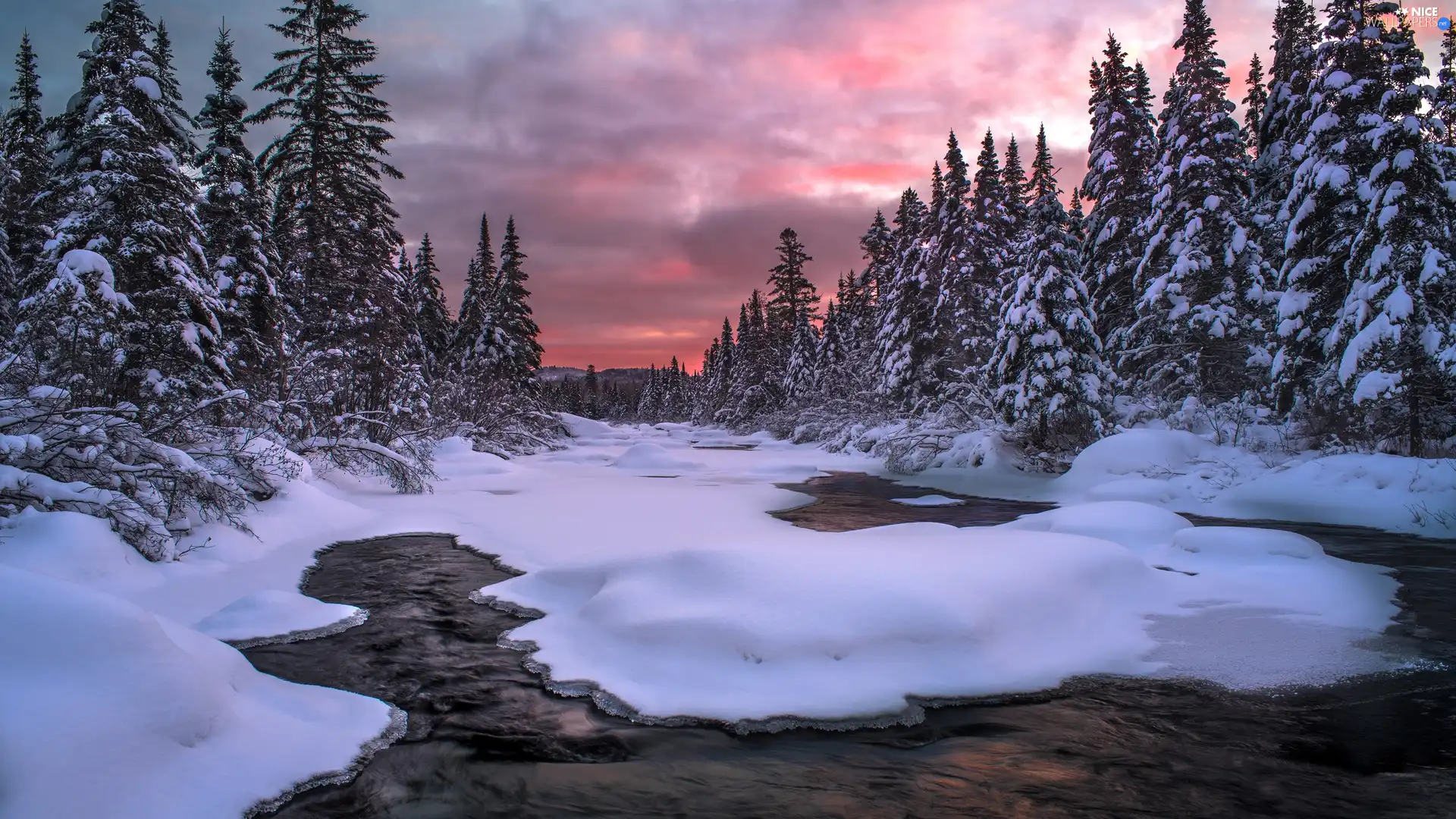 viewes, River, Spruces, trees, winter, Snowy, Great Sunsets