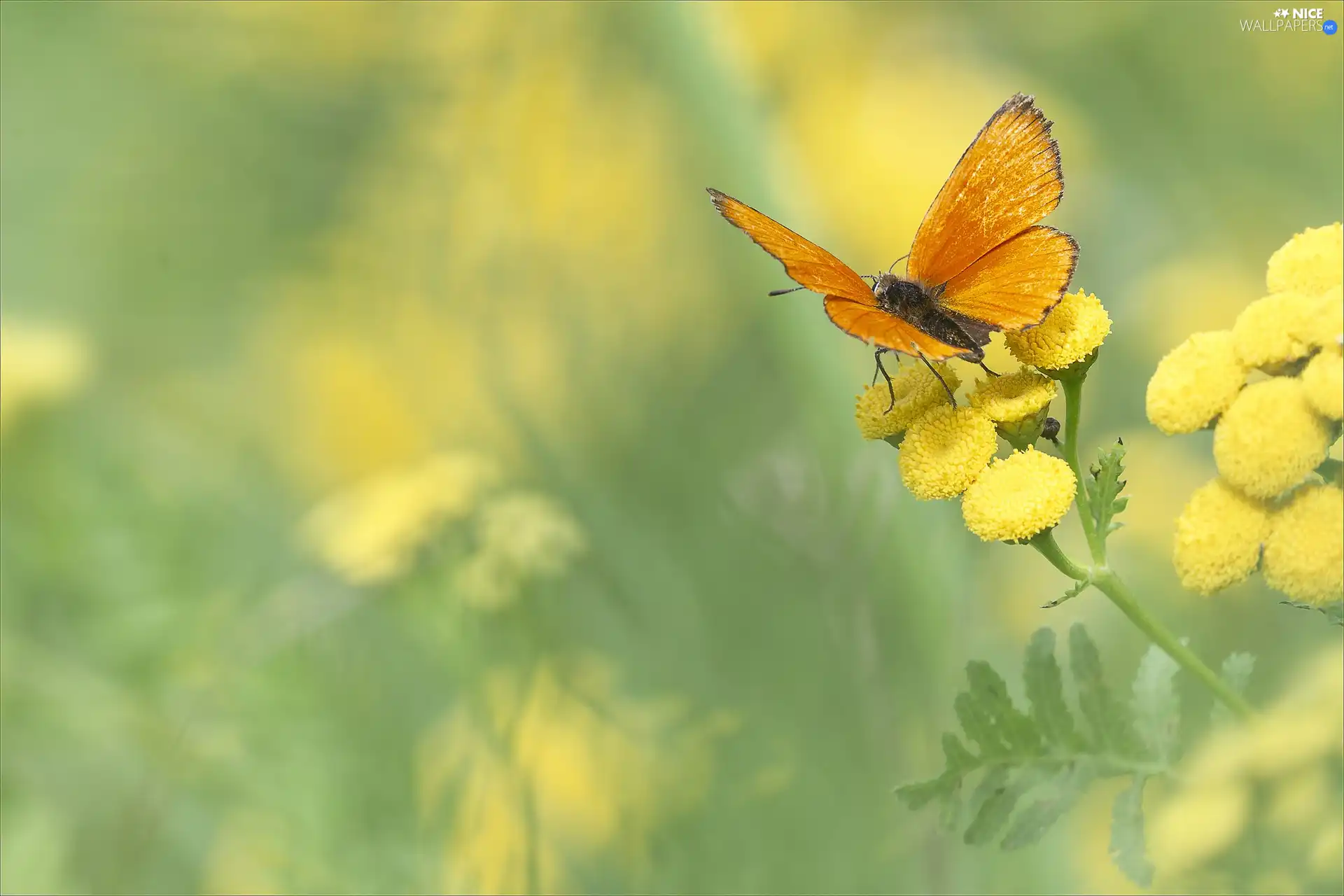 butterfly, Scarce Copper, Tansy, Orange, Colourfull Flowers