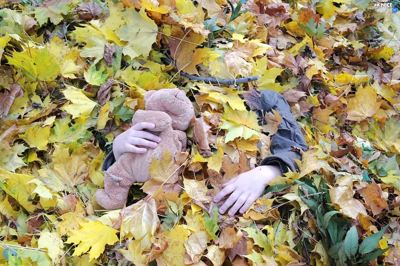 teddybear, Kid, Leaf