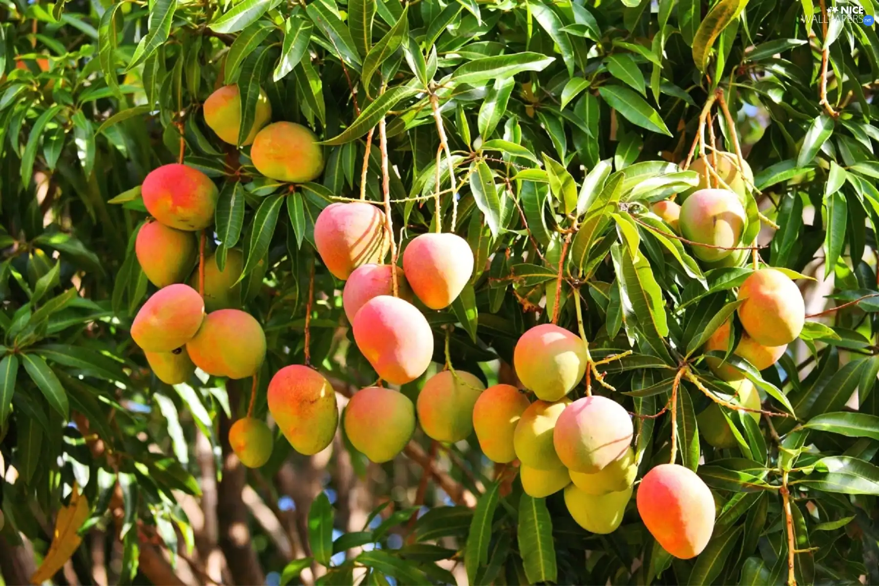 tree, Mango, an