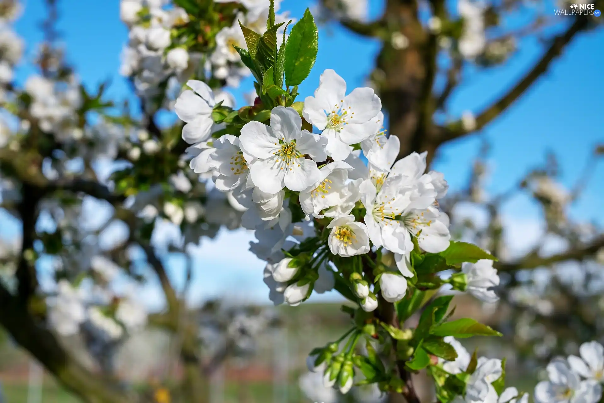 blurry background, Fruit Tree, twig, cherries, Blossoming