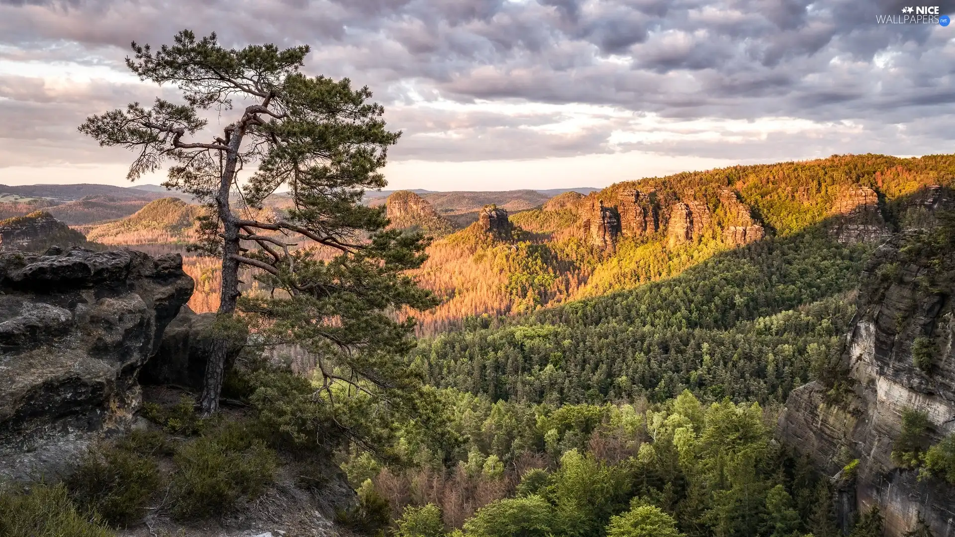 trees, Mountains, Saxon Switzerland National Park, Germany, pine, rocks