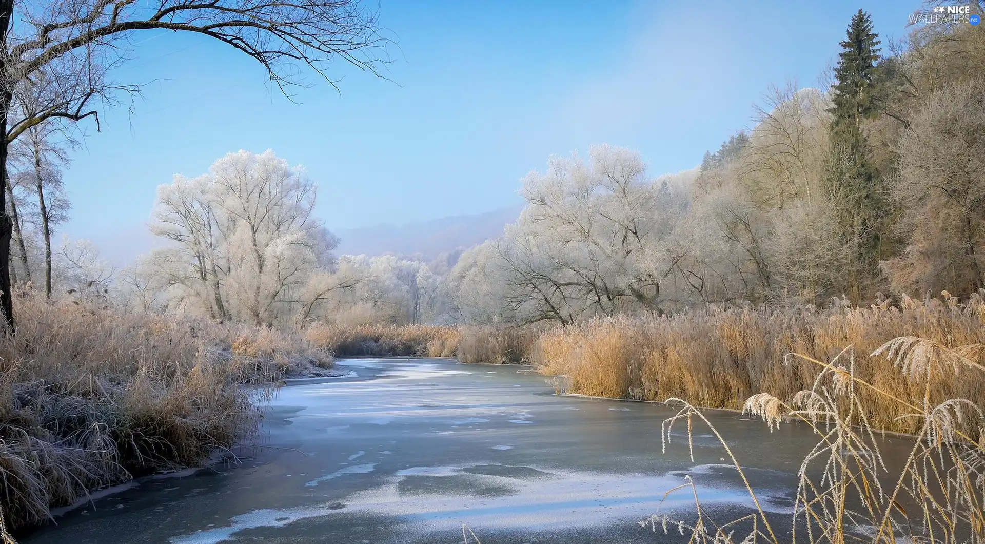 trees, winter, grass, White frost, viewes, River