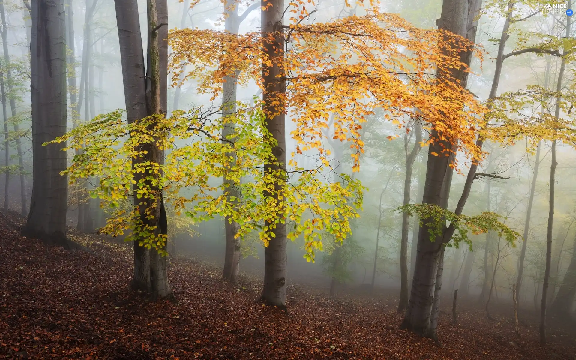 viewes, forest, Leaf, trees, autumn, color, Fog