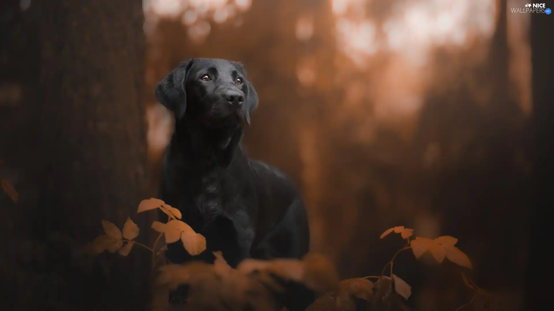 trees, Leaf, Black, Labrador Retriever, dog