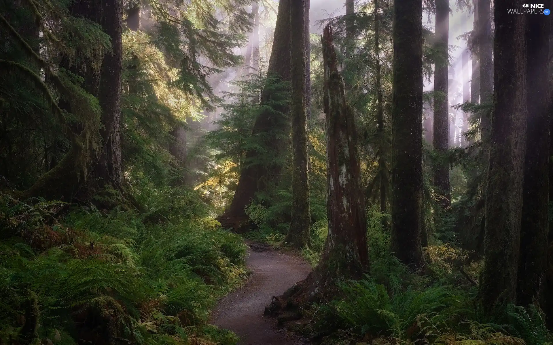 Washington State, The United States, Olympic National Park, forest, Path, fern, viewes, light breaking through sky, trees