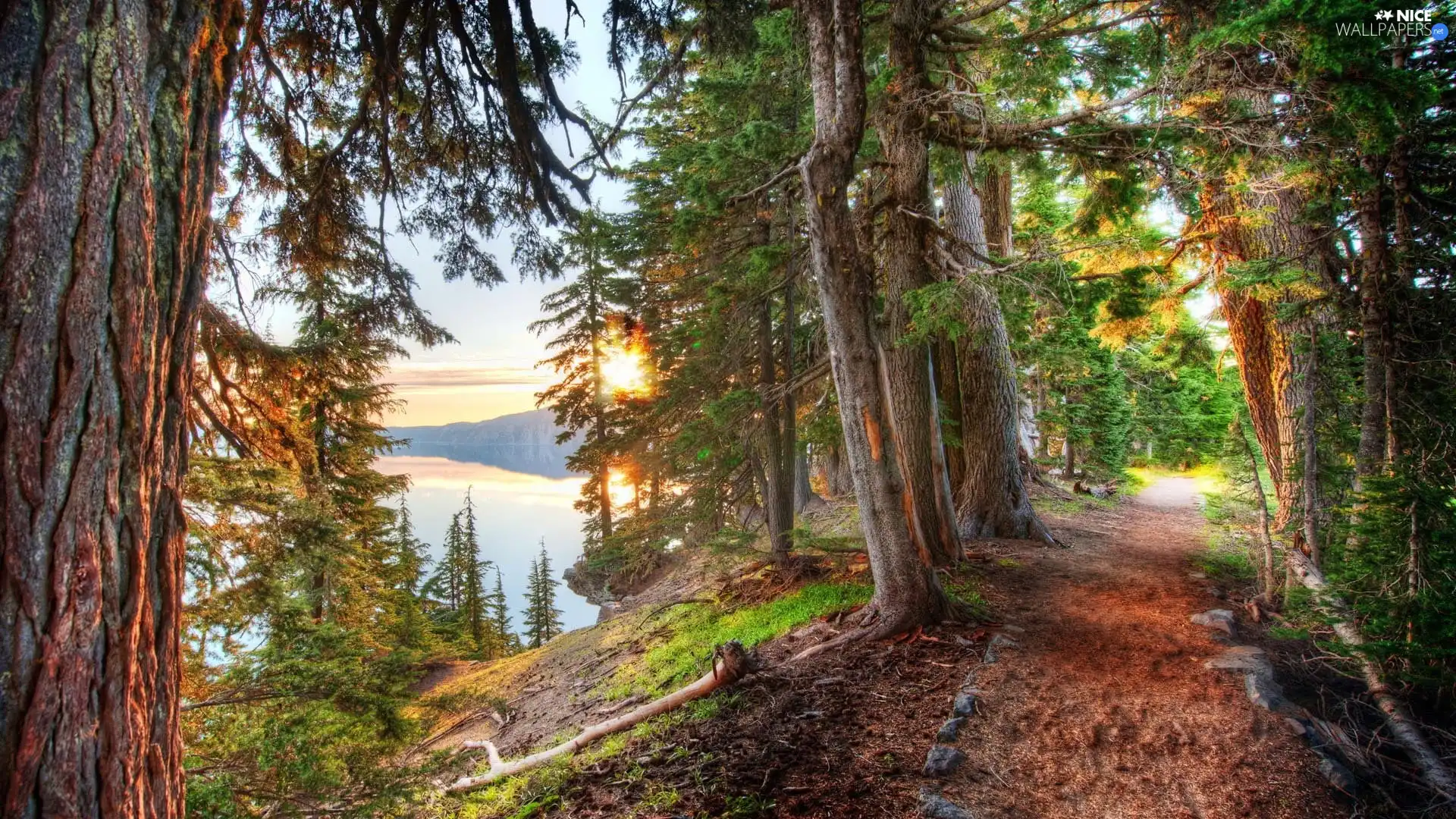 trees, forest, lake, rays of the Sun, viewes, Path